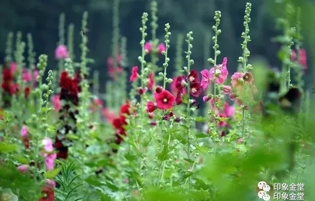 金堂赏花最佳地点时间,金堂赏花之梨花篇