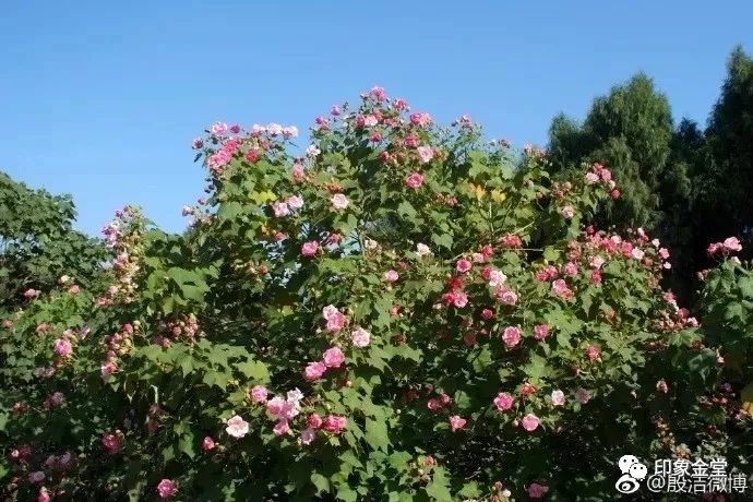 金堂赏花最佳地点时间,金堂赏花之梨花篇