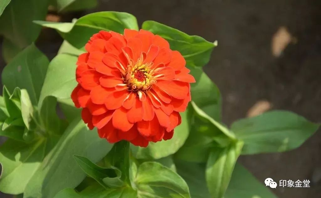 金堂赏花最佳地点时间,金堂赏花之梨花篇