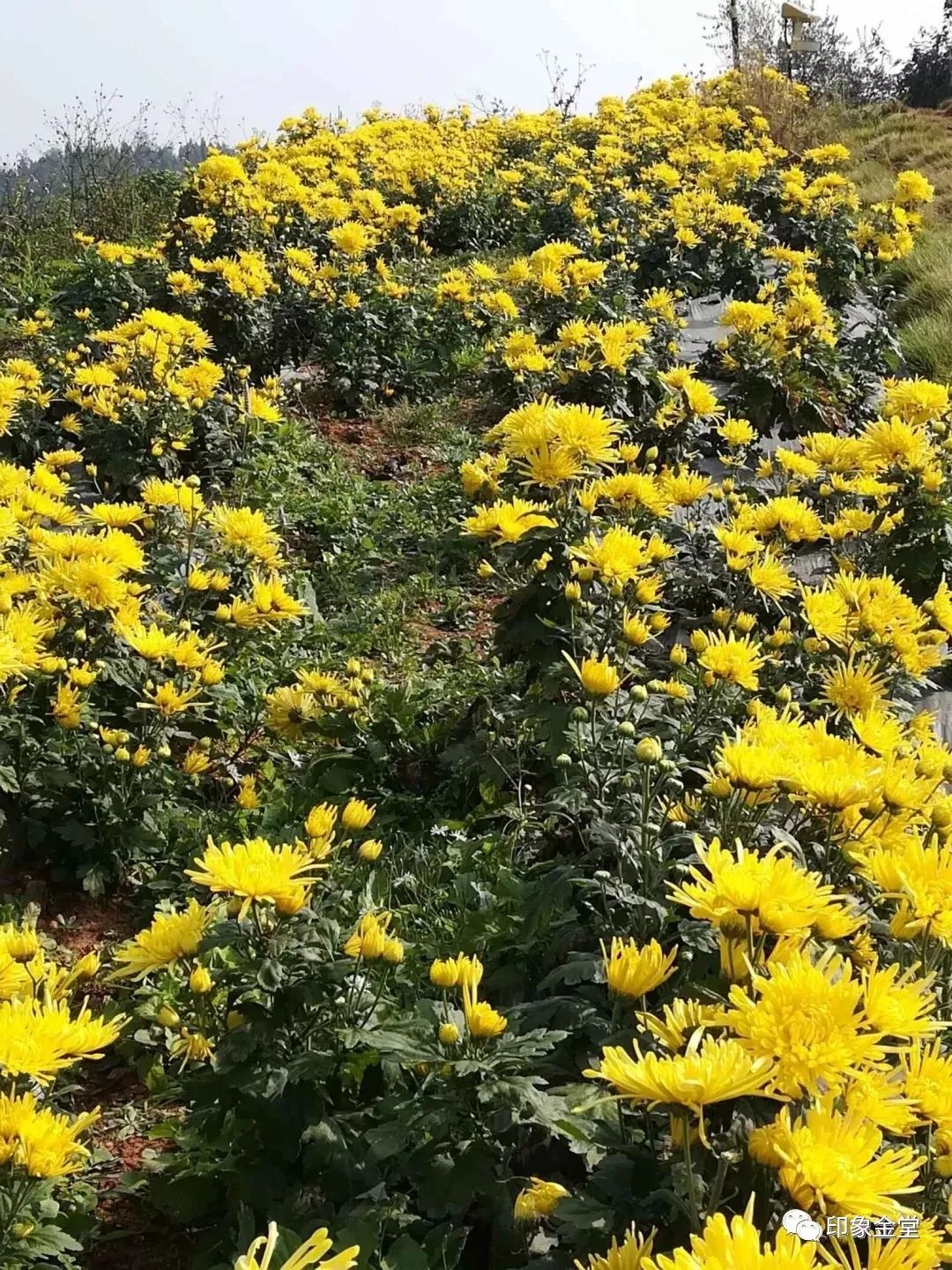 金堂赏花最佳地点时间,金堂赏花之梨花篇