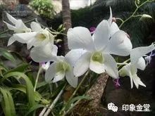 金堂赏花最佳地点时间,金堂赏花之梨花篇