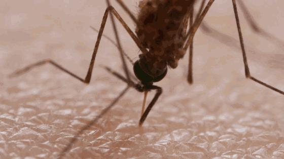 泰国蚊子叮咬止痒膏成人,蚊虫叮咬最管用泰国药膏