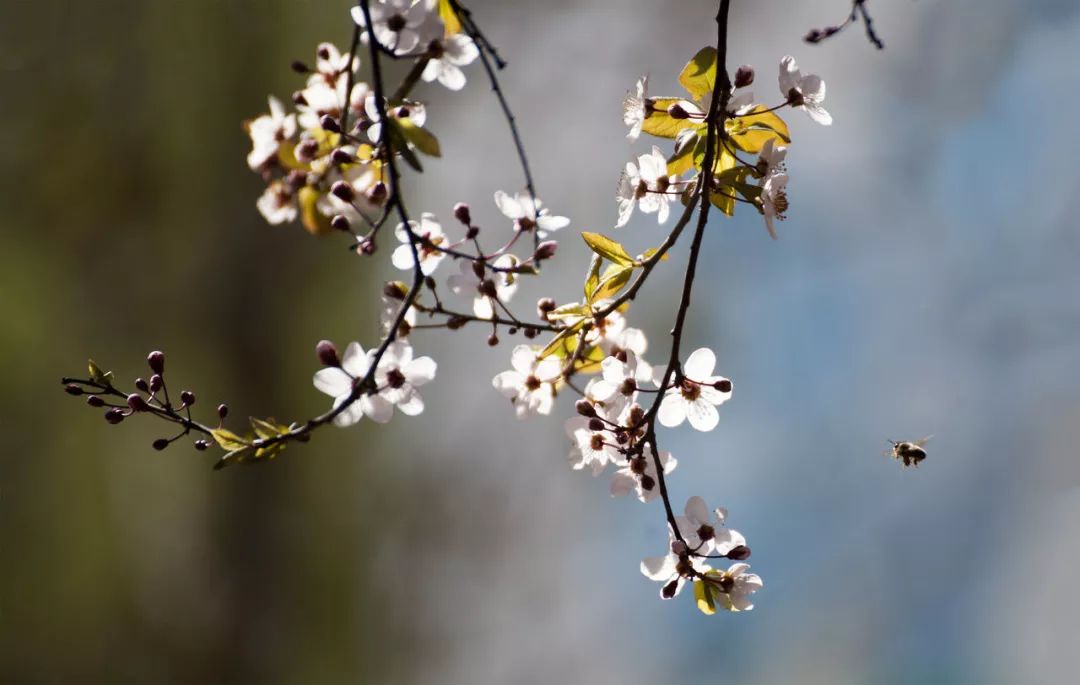 我见过最才华横溢的诗,关于才华横溢的诗句有哪些