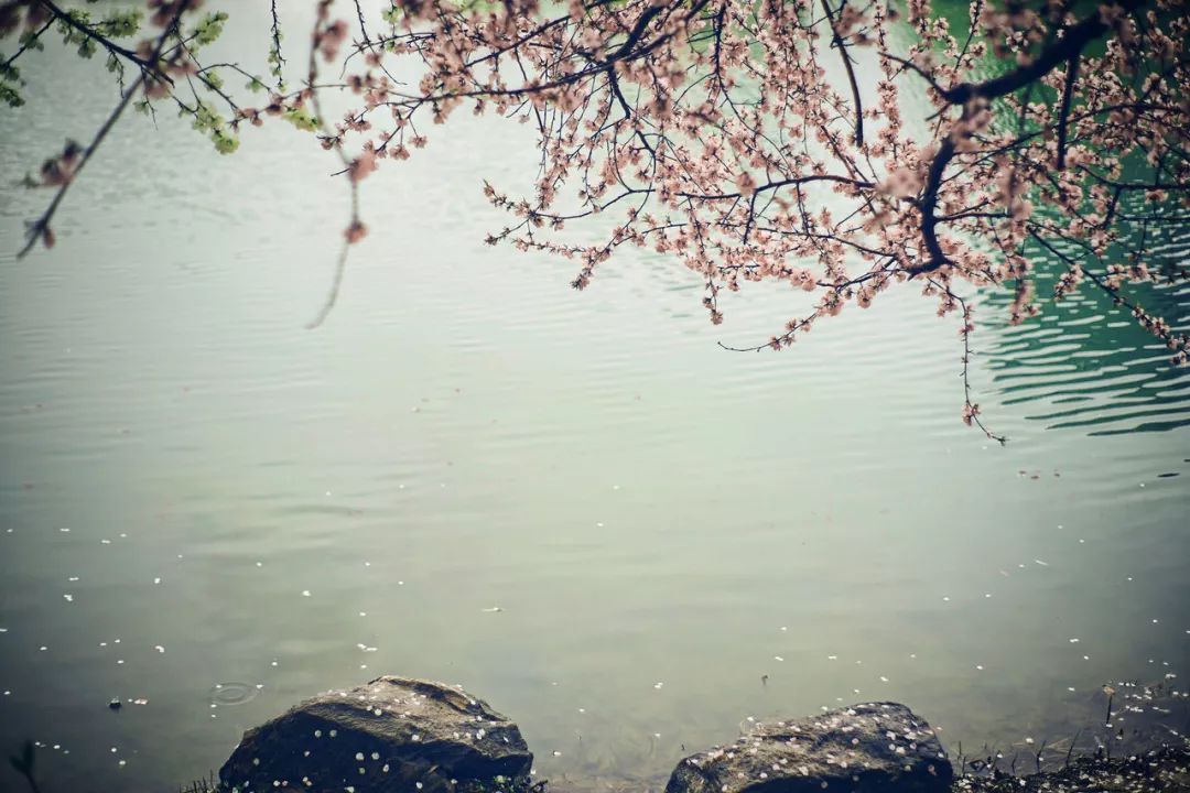 我见过最才华横溢的诗,关于才华横溢的诗句有哪些