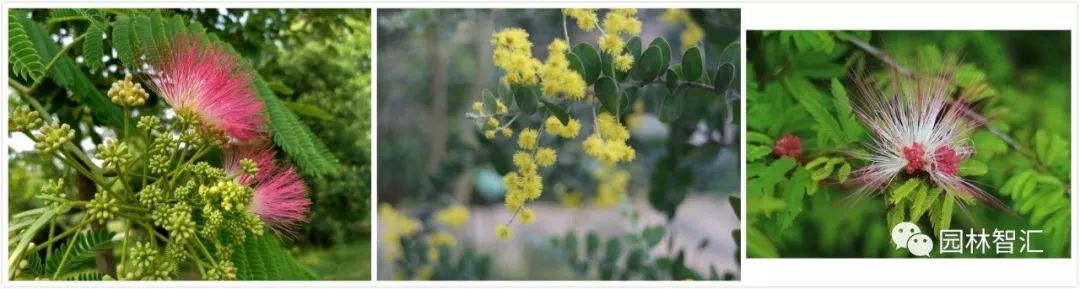 合家欢乐｜*欢合**、珍珠金*欢合**、香水*欢合**