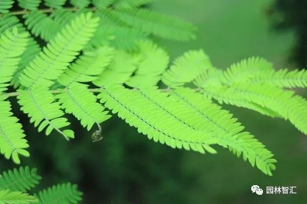 合家欢乐｜*欢合**、珍珠金*欢合**、香水*欢合**