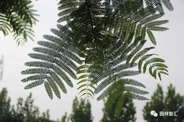 合家欢乐｜*欢合**、珍珠金*欢合**、香水*欢合**