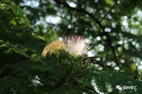 合家欢乐｜*欢合**、珍珠金*欢合**、香水*欢合**