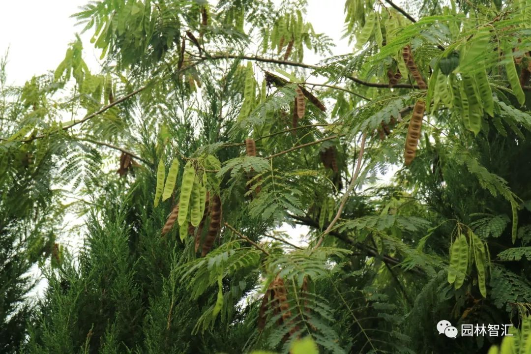 合家欢乐｜*欢合**、珍珠金*欢合**、香水*欢合**