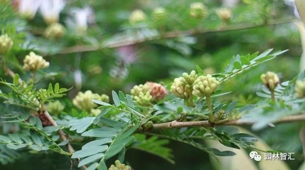 合家欢乐｜*欢合**、珍珠金*欢合**、香水*欢合**