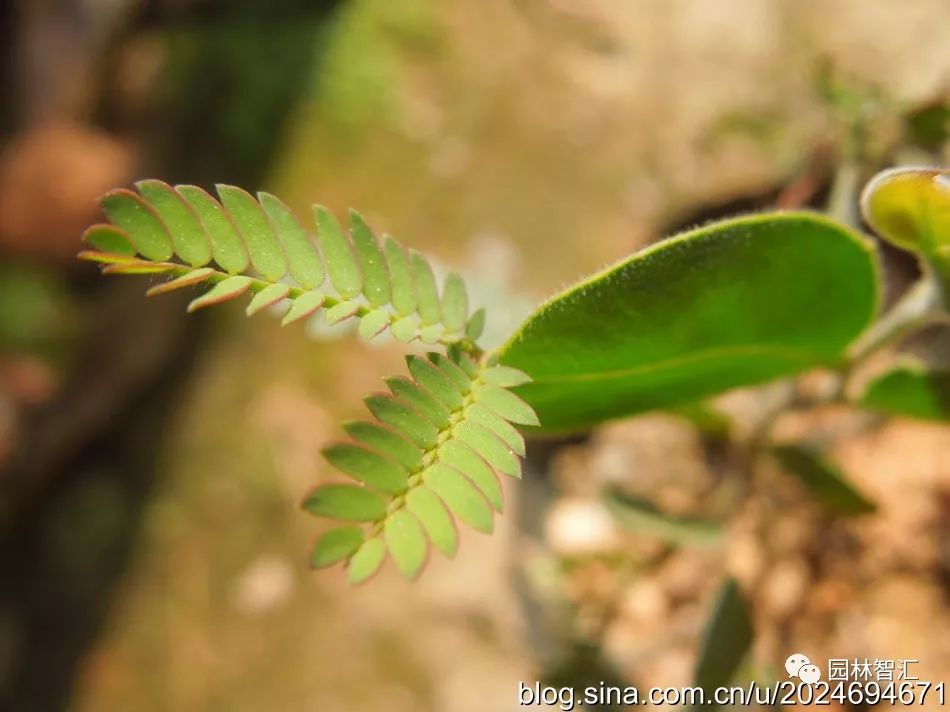 合家欢乐｜*欢合**、珍珠金*欢合**、香水*欢合**
