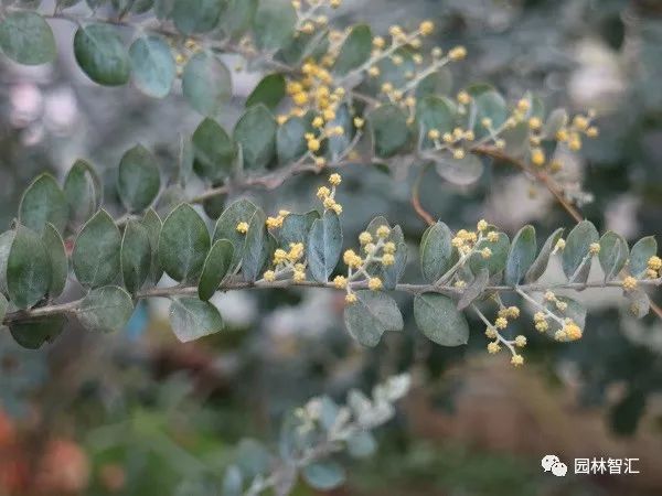 合家欢乐｜*欢合**、珍珠金*欢合**、香水*欢合**