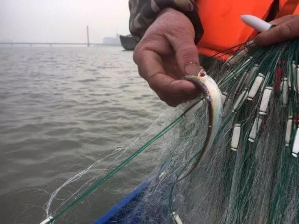 钱塘江禁渔期有多少公里长,钱塘江禁渔名单