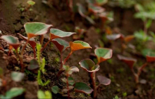 美食｜贵阳不光是辣味的，还有一种味道叫折耳根！