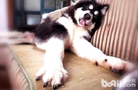 如何给狗狗剪指甲不剪到血线,狗怎么剪指甲才不会剪到血线