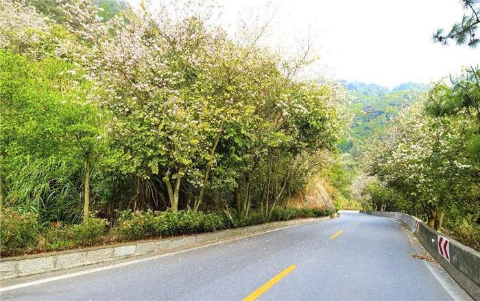 道路景观绿化带设计方案,道路绿化带设计平面图手绘