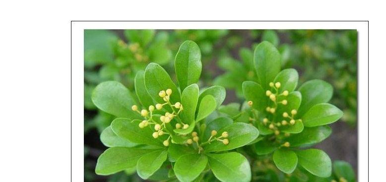 米兰花的养殖方法怎样,米兰花的养殖方法