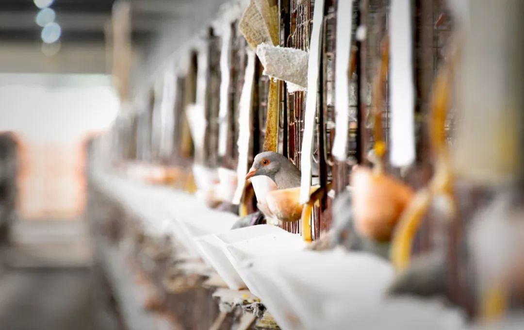 家庭养殖肉鸽的收益,发展肉鸽养殖项目助推残疾人致富