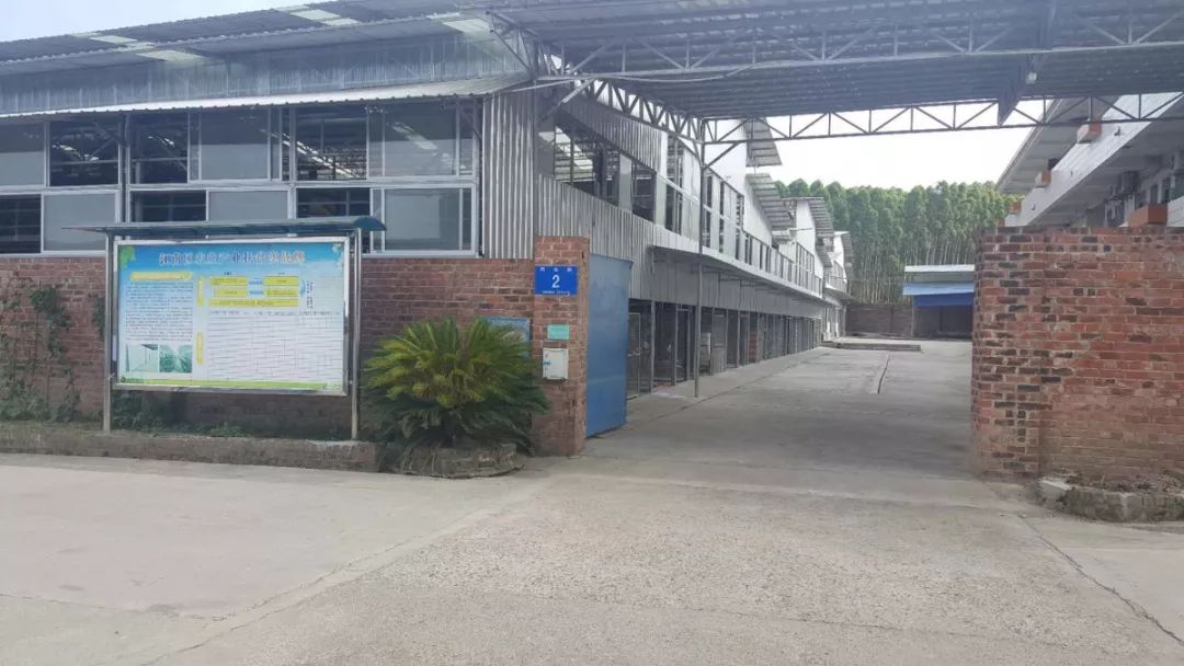 家庭养殖肉鸽的收益,发展肉鸽养殖项目助推残疾人致富