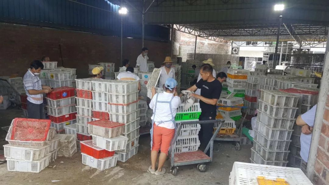 家庭养殖肉鸽的收益,发展肉鸽养殖项目助推残疾人致富