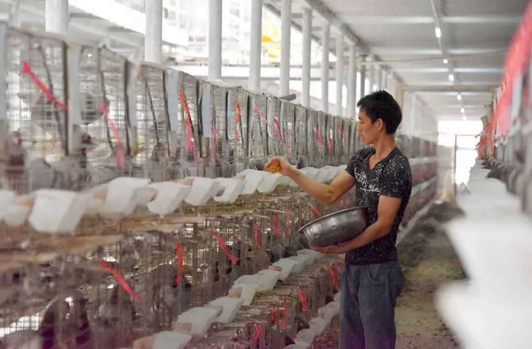 家庭养殖肉鸽的收益,发展肉鸽养殖项目助推残疾人致富