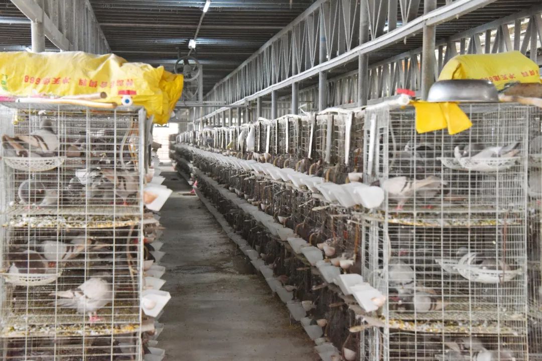 家庭养殖肉鸽的收益,发展肉鸽养殖项目助推残疾人致富