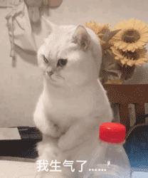 全网公认21天健康暴瘦食谱,21天快瘦减脂餐食谱书