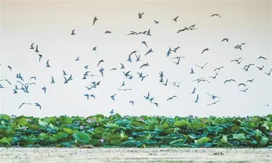 洪湖赤卫队这一仗打得真漂亮,这就是监利