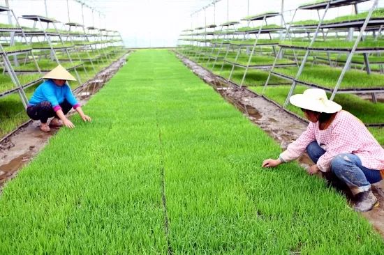 洪湖赤卫队这一仗打得真漂亮,这就是监利