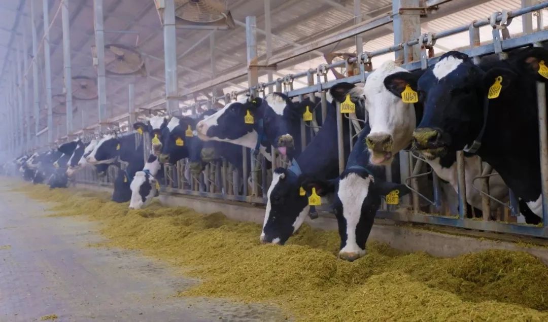 奶粉和牛奶怎么选,牛奶选什么比较好