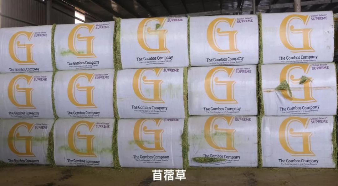 奶粉和牛奶怎么选,牛奶选什么比较好