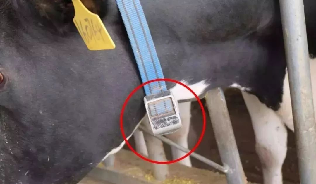 奶粉和牛奶怎么选,牛奶选什么比较好