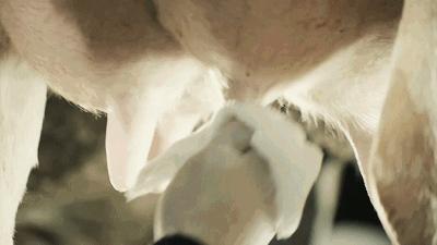 奶粉和牛奶怎么选,牛奶选什么比较好