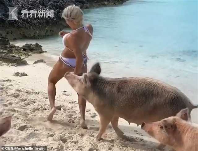 女模特海边出镜引猪群注意一口咬伤臀部