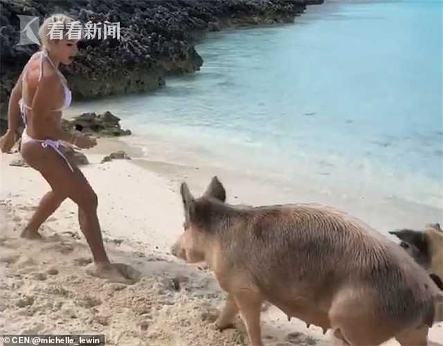 女模特海边出镜引猪群注意一口咬伤臀部