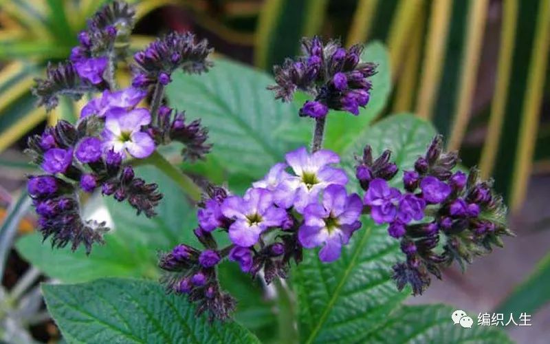 复发性口腔溃疡的特效药,治疗口腔溃疡一个药片就能搞定