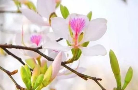 春天吃花要注意！吃错会中毒，头晕恶心呕吐，每年都有人中招