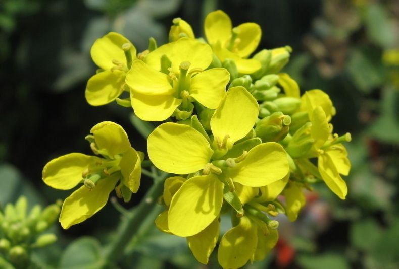 春天吃花要注意！吃错会中毒，头晕恶心呕吐，每年都有人中招