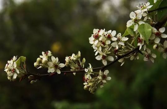 春天吃花要注意！吃错会中毒，头晕恶心呕吐，每年都有人中招
