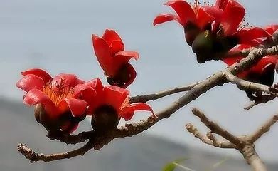 春天吃花要注意！吃错会中毒，头晕恶心呕吐，每年都有人中招