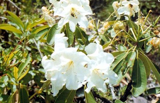 春天吃花要注意！吃错会中毒，头晕恶心呕吐，每年都有人中招