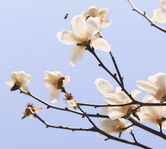 春天吃花要注意！吃错会中毒，头晕恶心呕吐，每年都有人中招