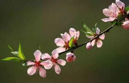 春天吃花要注意！吃错会中毒，头晕恶心呕吐，每年都有人中招