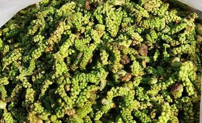 春天吃花要注意！吃错会中毒，头晕恶心呕吐，每年都有人中招