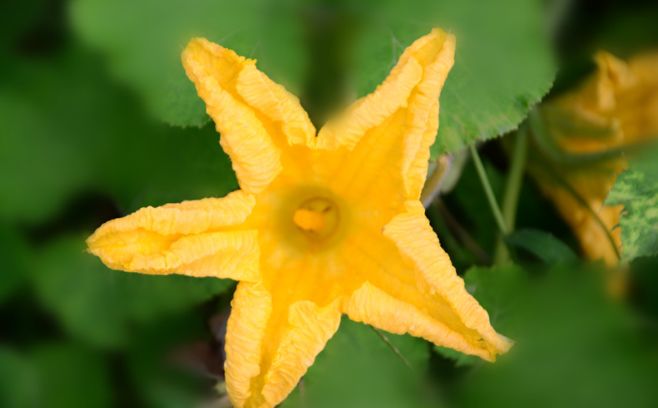 春天吃花要注意！吃错会中毒，头晕恶心呕吐，每年都有人中招