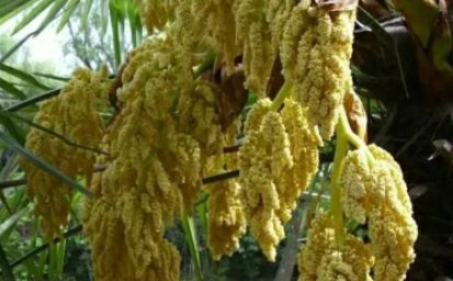 春天吃花要注意！吃错会中毒，头晕恶心呕吐，每年都有人中招