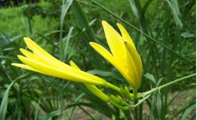 春天吃花要注意！吃错会中毒，头晕恶心呕吐，每年都有人中招