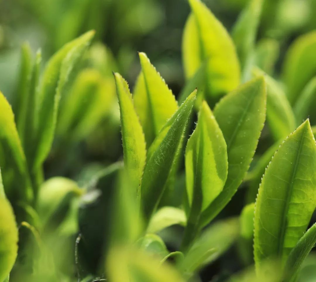 这里是里山！（内含福利）