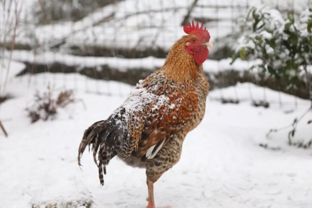 这里是里山！（内含福利）