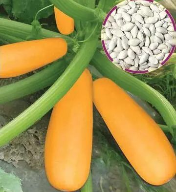 西葫芦种植技术及亩利润,西葫芦种植技术能产多少籽